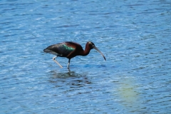 mei-31-Zwarte-Ibis-Maasheggen-Tom-van-den-Berge