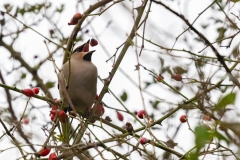 november-18-Pestvogel-Kb-Plassen-Tom-van-den-Berge