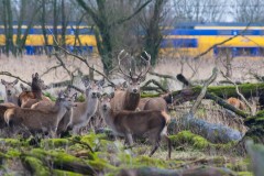 Edelhert-man-in-groep-met-trein