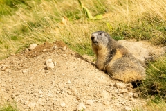 alpenmarmot-1-van-1-3-De-standard